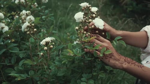 Woman Tending Rose Bush in Garden