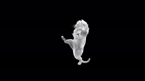 Animated White Lion Roaring on Hind Legs