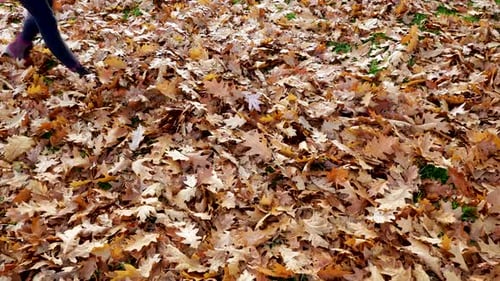 Walking Through Autumn Leaves on Ground