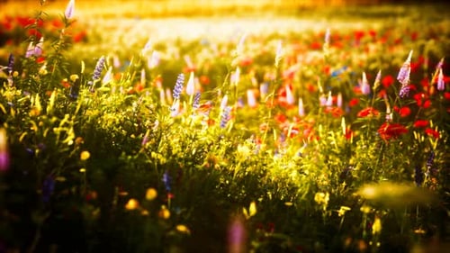 Sunset in the Wild Flower Field