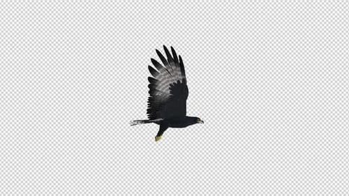 African Eagle - 4K Flying Loop - Ansicht von rechts