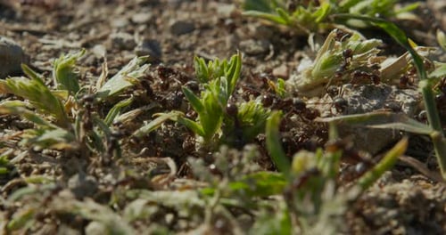 Colony Ants auf einem Ameisenhaufen Nahaufnahme.