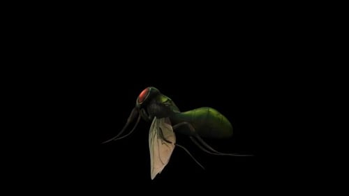 Realistic 3D Animated Insect Flapping Wings on Alpha Channel