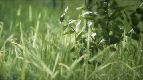 Frisches grünes Gras im Wald