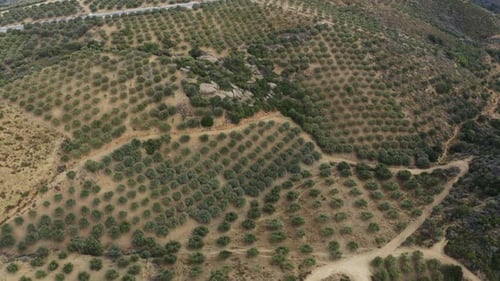 Fly above olive farm in Greece. Aerial view of hills withe olive trees