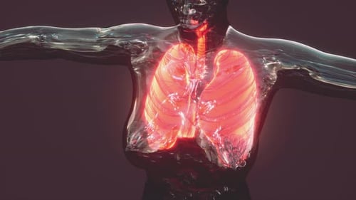 3D Human Anatomy Animation with Glowing Lungs Breathing