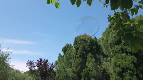 Soap Bubbles Floating in the Breeze in the Park