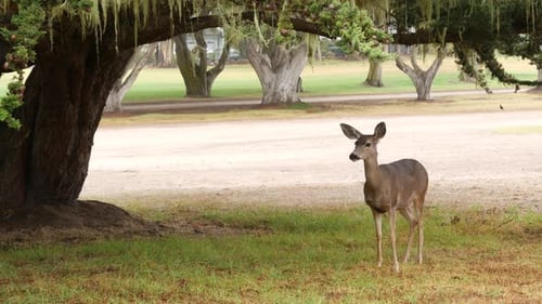 Animal salvaje joven que pastan en el césped verde