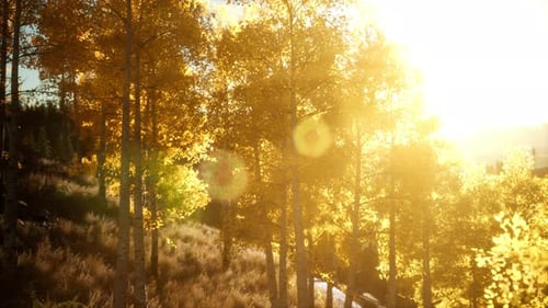 Coucher de soleil radieux dans les montagnes avec la forêt