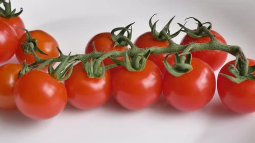 Motion Along Clean Fresh Red Grown Tomatoes on Branch