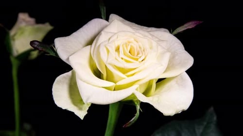 Timelapse de rosa amarela branca creme cresce flor em fundo preto. Pétalas mudando de cor