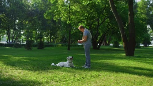 Glücklicher Mann trainiert Golden Retriever im Park