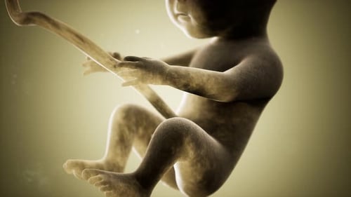 Animation médicale 3D d'un foetus humain
