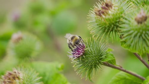 Bee Collecting Nectar From Purple Flower Close Up