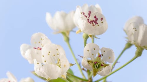 Zeitraffer mit Birnenfrucht, Blüte, rotierend auf Blau