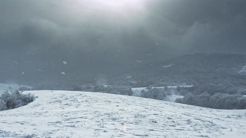 Riesige Schneeflocken fallen auf eine einsame Kiefer zwischen einem Bergwald