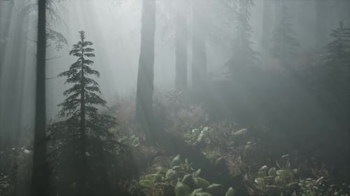 Misty Spring Morning in Pine Tree Forest