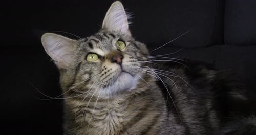 Brown Blotched Tabby Maine Coon Domestic Cat, Portrait of Male against Black Background