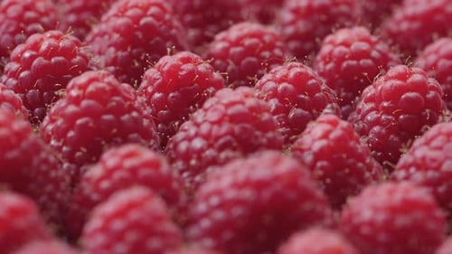 Fermez la rotation des framboises