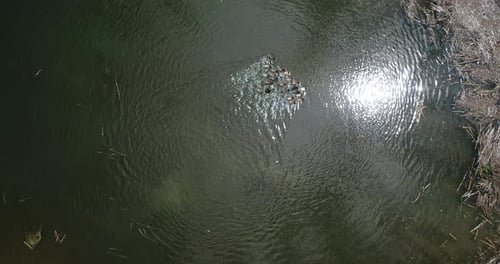 Enten schwimmen im Teich