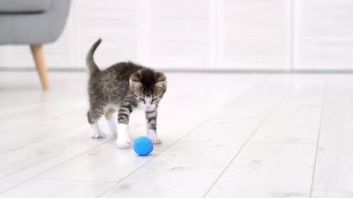 Striped Kitten Playing Blue Ball in Modern Scandinavian Interior Home