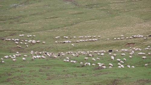 A flock of sheep moving on green meadow
