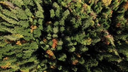Top Up View of Autumn Forest Fall Woodland Aerial Shot