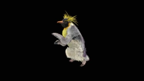 Penguin Dancing HD