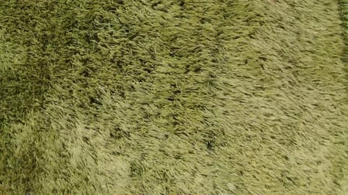 Aerial view of wheat field in the wind.