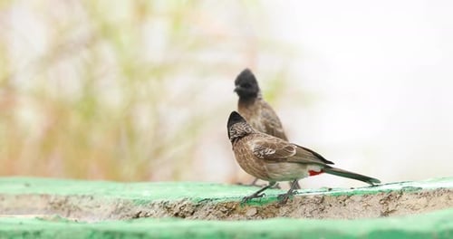 Par de pájaros Bulbul con ventilación roja se sientan en el borde de un cuerpo de agua hecho por el hombre para saciar su sed durante un