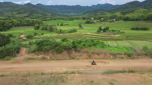 Woman Riding Motorbike On Country Road Cross The Rice Field
