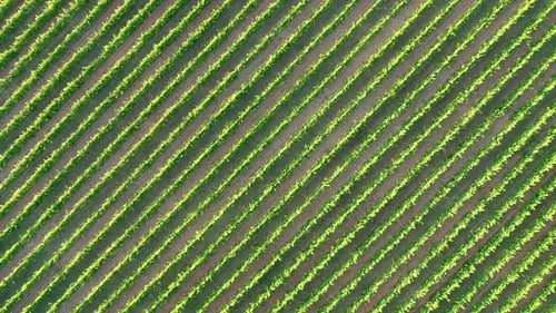 Green vineyard in summer - large plantation with rows of grape-bearing vines grown for winemaking