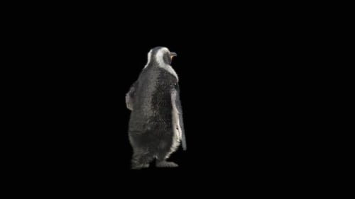 80 Penguin Dancing HD