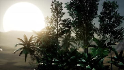 Lush Tropical Jungle with Hazy Bright Sun and Palm Trees Motion Background