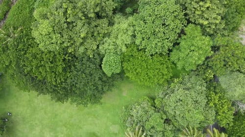Green Forest