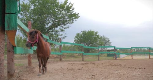 Brown Horse Walking Toward Camera on Farm