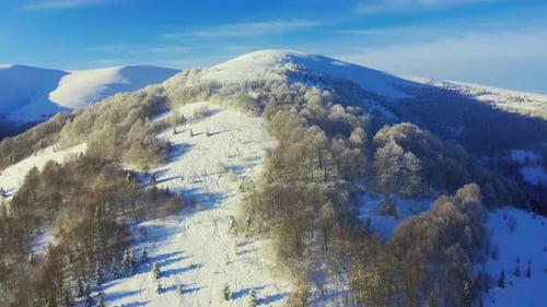 High Snowy Mountain Covered with Evergreen Fir Trees on a Sunny Cold Day