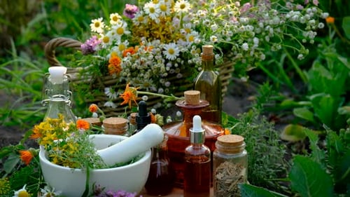 Wildflowers and Herbal Remedies for Natural Healing