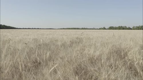 Top View of a Wheatfield