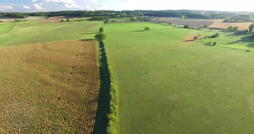 Aerial view of cornfield and meadows with cows