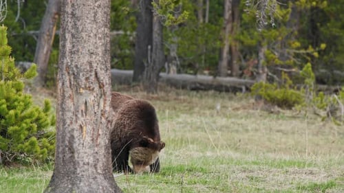 Huge Brown Grizzly Bear is Searching for the Food in Green Pine Forest USA