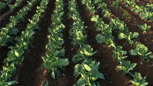 Cabbage Plantation in the Field. Vegetables Grow in a Rows
