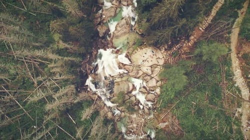 Top Down View of Fast Rapid Stream Pine Forest