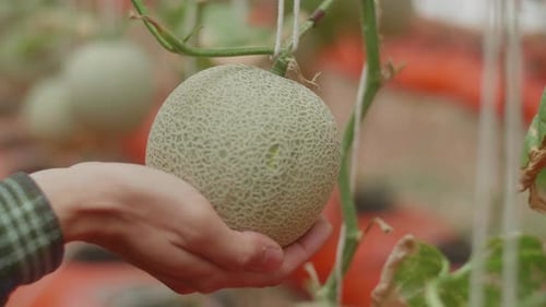 Un melon entre les mains d'un homme dans la maison verte de Melon Farm