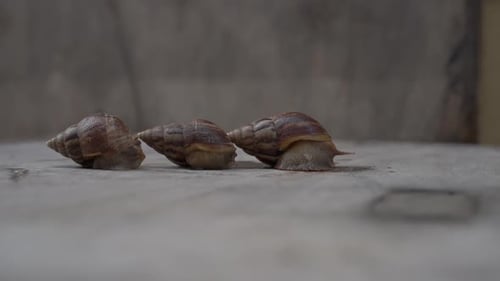 Timé en accéléré de trois escargots sur un fond en bois. Concept de démarrage d'entreprise. Concept Jetpack