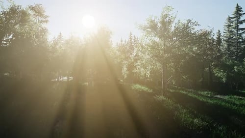 Gesunde grüne Bäume in einem Wald