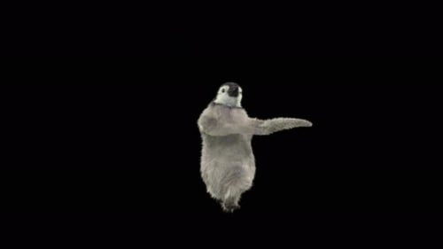 Pinguin tanzen 4K
