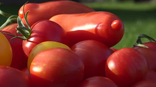 Tomato