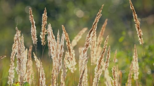 Sunlit Wild Grass Waving in Field