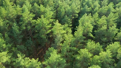 Aerial View of Top of the Spruce Trees in the Green Forest